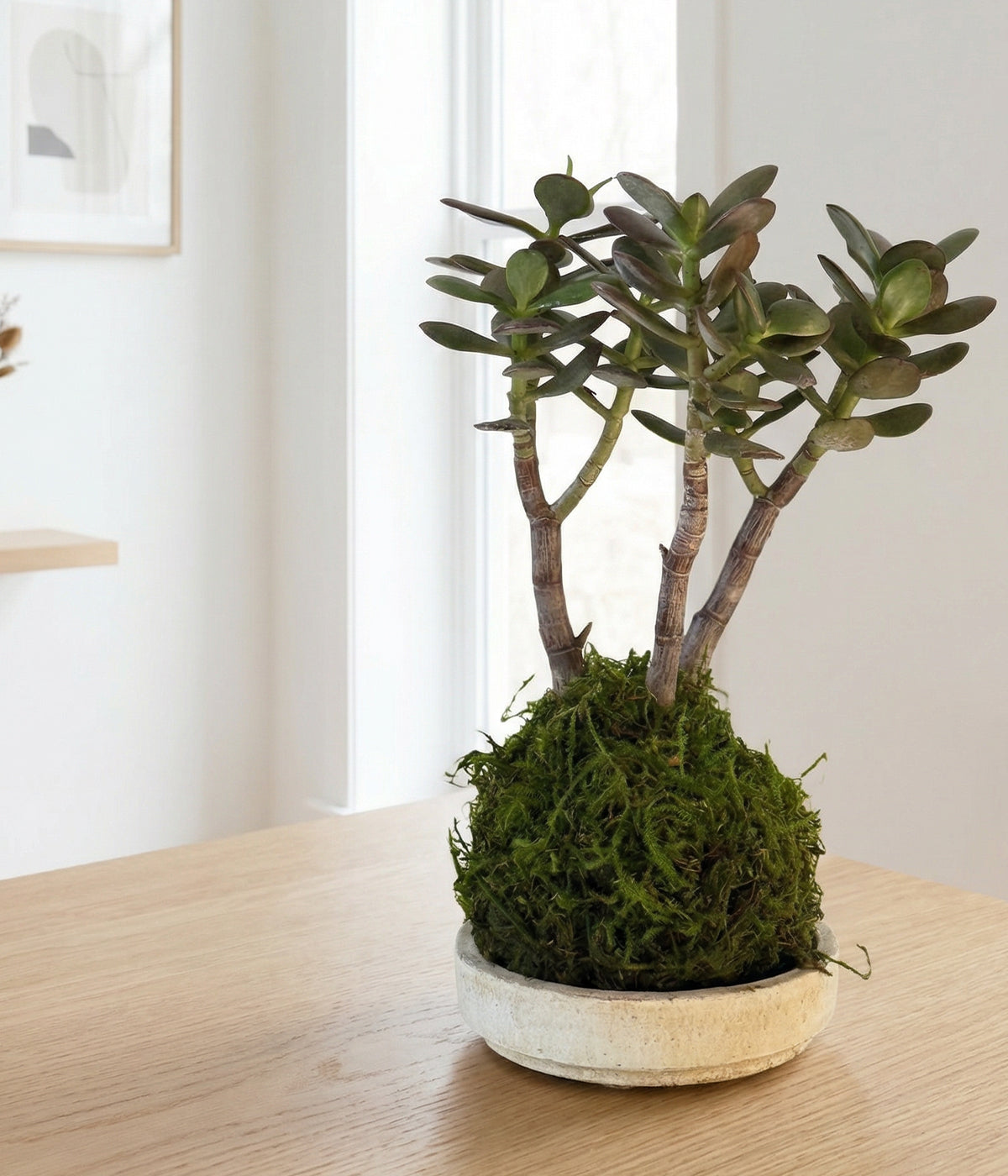 Sculptural jade succulent kokedama on white tray, natural wood styling