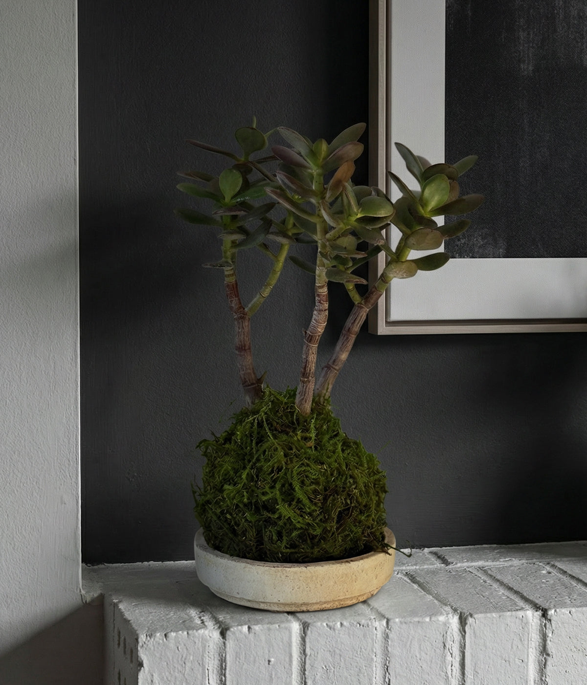 Compact jade bonsai kokedama on wood tray, modern concrete display