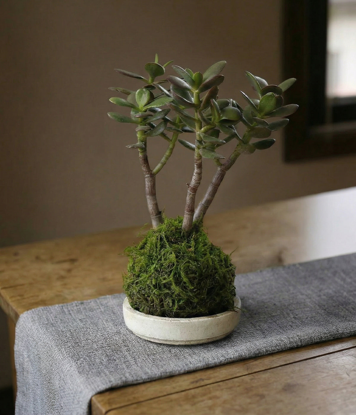 Jade bonsai on moss sphere with wood tray styled on soft gray linen